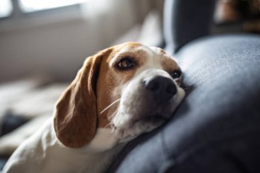 Beagle dog evde kanepede uyur. Parlak güneşli bir iç mekan. Köpek teması.