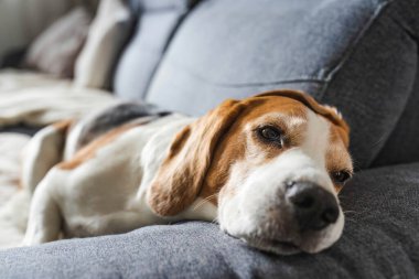Beagle dog evde kanepede uyur. Parlak güneşli bir iç mekan. Köpek teması.