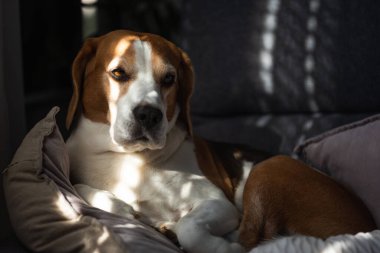 Beagle dog evde kanepede uyur. Parlak güneşli bir iç mekan. Köpek teması.