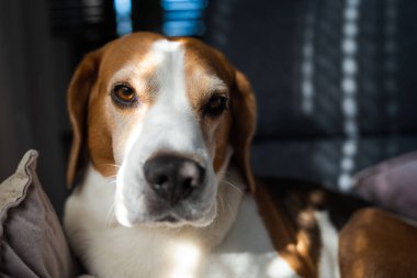 Beagle dog evde kanepede uyur. Parlak güneşli bir iç mekan. Köpek teması.
