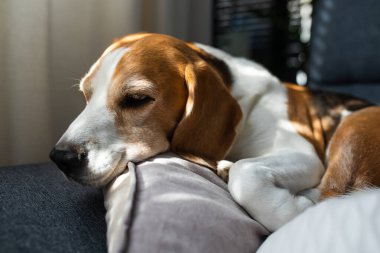 Beagle dog evde kanepede uyur. Parlak güneşli bir iç mekan. Köpek teması.