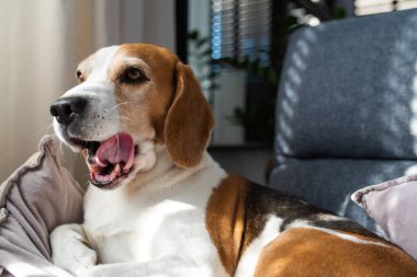Beagle dog evde kanepede uyur. Parlak güneşli bir iç mekan. Köpek teması.