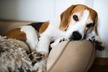 Beagle dog evde kanepede uyur. Parlak güneşli bir iç mekan. Köpek teması.
