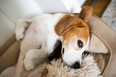 Beagle dog evde kanepede uyur. Parlak güneşli bir iç mekan. Köpek teması.