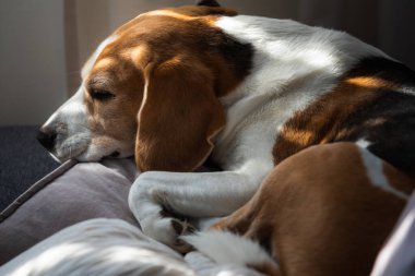 Beagle dog evde kanepede uyur. Parlak güneşli bir iç mekan. Köpek teması.