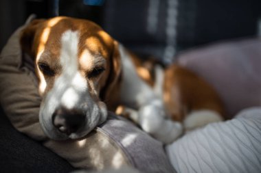 Beagle dog evde kanepede uyur. Parlak güneşli bir iç mekan. Köpek teması.