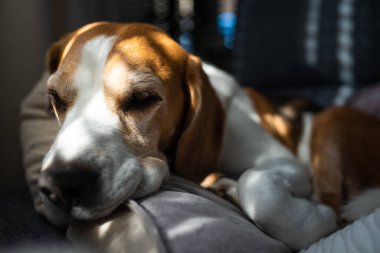 Beagle dog evde kanepede uyur. Parlak güneşli bir iç mekan. Köpek teması.