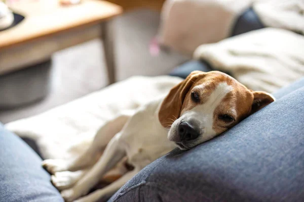 Cão Beagle Cansado Dorme Sofá Dentro Casa Interior Ensolarado Brilhante — Fotografia de Stock