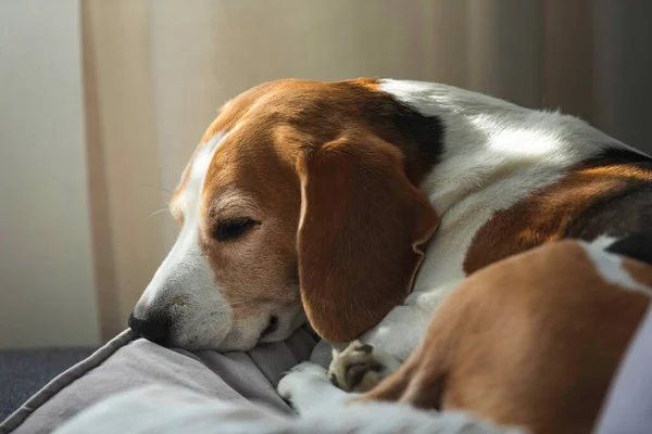 Beagle Chien Fatigué Dort Sur Canapé Intérieur Intérieur Lumineux Ensoleillé — Photo