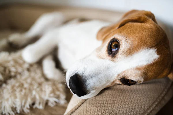 Beagle dog evde kanepede uyur. Parlak güneşli bir iç mekan. Köpek teması.