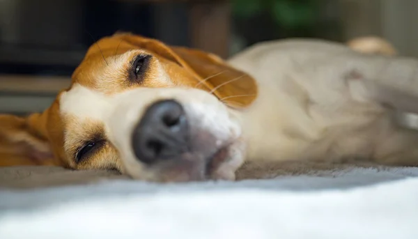 Cute Beagle sleeping on floor under coffee table at home. Adorable pet background