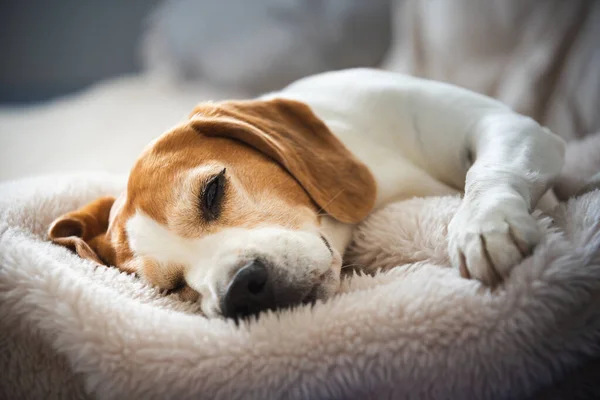 Niedlicher Beagle Der Hause Auf Dem Sofa Schläft Liebenswertes Haustier Stockfoto