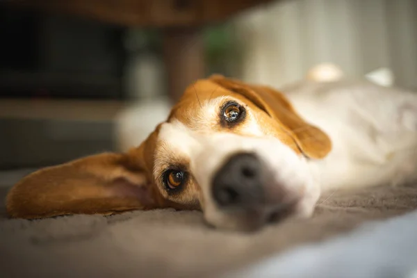 Cute Beagle sleeping on floor under coffee table at home. Adorable pet background