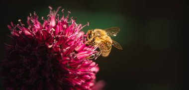 Sarımsak çiçeğinden polen toplayan bir bal arısı karanlık bir arkaplana yakın çekimde çarpıcı bir makro görüntü sergiliyor.