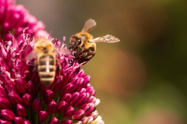 Bal arısının yakın plan çekimi canlı sarımsak çiçekleri tozlaştırıyor, doğal güzellikleri ve polen taşıyıcıların önemini gösteriyor..