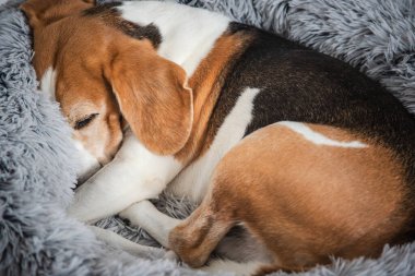 Sevimli av köpeği yumuşak, tüylü, gri bir köpek yatağında huzur ve sıcaklık dolu bir anı yakalıyor..
