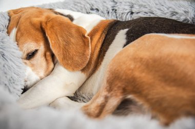 Sevimli av köpeği yumuşak, tüylü, gri bir köpek yatağında huzur ve sıcaklık dolu bir anı yakalıyor..