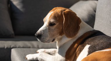 Beagle Dog öğle güneşinde dışarıda güneşleniyor. Köpek arkaplanı