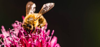 Canlı bahçede sarımsak çiçeğinden nektar toplayan arılar, botanik arka planda polen taşıyıcısının yoğun yaşamını sergiliyor.