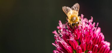 Canlı bahçede sarımsak çiçeğinden nektar toplayan arılar, botanik arka planda polen taşıyıcısının yoğun yaşamını sergiliyor.