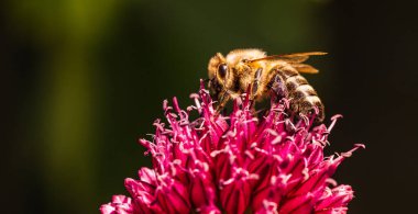 Canlı bahçede sarımsak çiçeğinden nektar toplayan arılar, botanik arka planda polen taşıyıcısının yoğun yaşamını sergiliyor.