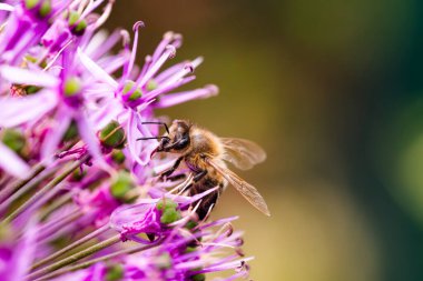 Canlı bahçede sarımsak çiçeğinden nektar toplayan arılar, botanik arka planda polen taşıyıcısının yoğun yaşamını sergiliyor.
