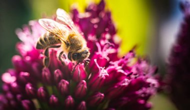 Avrupa Bal Arısı, yazın sarımsak çiçeğinin üstünde. Arı arkaplanı.