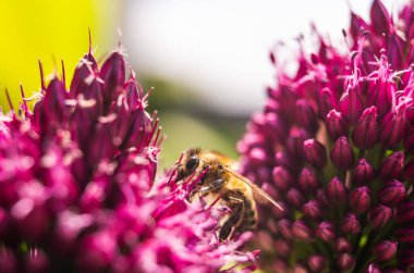 Avrupa Bal Arısı, yazın sarımsak çiçeğinin üstünde. Arı arkaplanı.