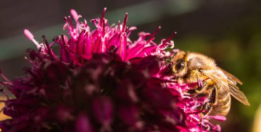 Avrupa Bal Arısı, yazın sarımsak çiçeğinin üstünde. Arı arkaplanı.