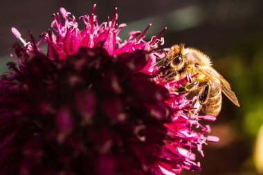 Avrupa Bal Arısı, yazın sarımsak çiçeğinin üstünde. Arı arkaplanı.