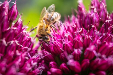 Avrupa Bal Arısı, yazın sarımsak çiçeğinin üstünde. Arı arkaplanı.