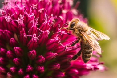 Avrupa Bal Arısı, yazın sarımsak çiçeğinin üstünde. Arı arkaplanı.