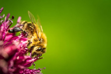 Çiçekteki bal arısı. Güneşli bir günde, sarımsak çiçeğinde polen toplayan büyük çizgili bir arıya yakından bakın. Yaz ve bahar arkaplan afişi