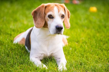 Üç renkli av köpeği gölgede dinlenirken yakın çekim. Yaz köpek arkaplanı.