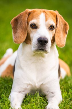 Üç renkli av köpeği gölgede dinlenirken yakın çekim. Yaz köpek arkaplanı.