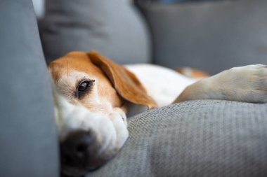 Sevimli Beagle bahçedeki kanepede huzur içinde uyuyor. Huzur ve sıcaklık dolu bir anı yakalıyor.
