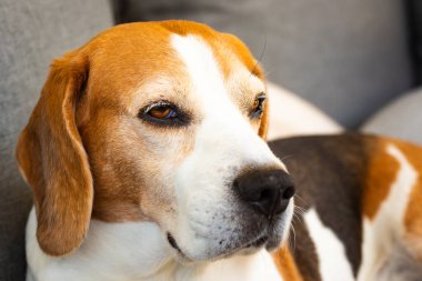 Sevimli Beagle köpeği bahçedeki kanepede uzanıp huzur ve sıcaklık dolu bir anı yakalıyor.