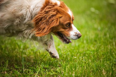 Brittany Spaniel dog walking through grass searching for a tracks Hound Background clipart