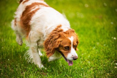Brittany Spaniel 'in köpeği otların arasında dolaşıp iz arıyor.