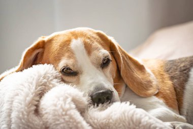 Köpek günü rüyası. Kanepede uyuyan av köpeğinin yakın görüntüsü. Köpek arkaplanı