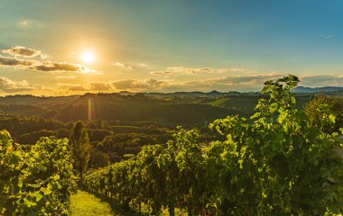 Üzüm bağları Sulztal Leibnitz bölgesi. Güney Styria 'daki ünlü şarap caddesi. Yazın şarap ülkesi. Turistik bir yer. Yeşil tepeler ve ekinler