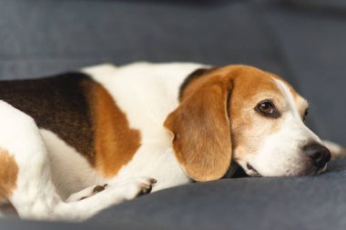 Köpek günü rüyası. Kanepede uyuyan av köpeğinin yakın görüntüsü. Köpek arkaplanı