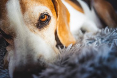 Köpek günü rüyası. Evde uyuyan tazı köpeğinin yakın plan görüntüsü. Köpek arkaplanı