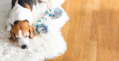 Evde uyuyan yetişkin erkek av köpeğinin portresi. Köpek arkaplan teması