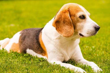 Üç renkli av köpeği sıcak bir yaz öğleden sonrası gölgesinde yeşil çimlerde dinleniyor. Sağ tarafta kopyalama alanı olan arkaplan
