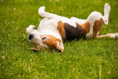 Çimenlerde yuvarlanan av köpeği. Köpek konsepti