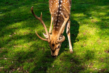 Avusturya, Preding 'de çitlerle çevrili bir çayırda genç bir erkek geyik. Güzel bir geyik güneşli bir günde yeşil bir çayırda huzur içinde otlar. Geyik çayırda ot yer..