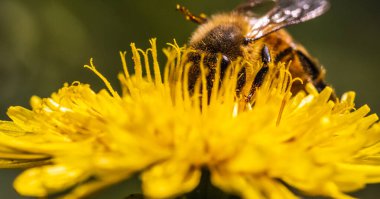 Bal arısı karahindiba çiçeğinden nektar toplayan sarı polenlerle kaplıdır. Çevre ekolojisi sürdürülebilirliği için önemli.