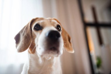 Av köpeği yaklaşıyor, parlak odaya bakıyor.