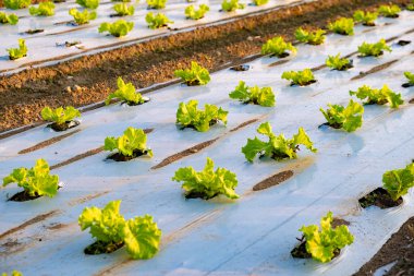 Organik salata tarlaları, Avusturya 'da sıra sıra marul.